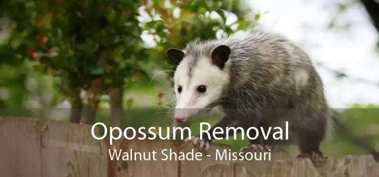 Opossum Removal Walnut Shade - Missouri