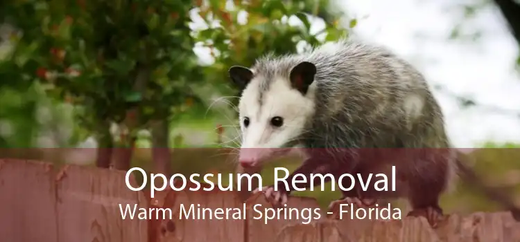 Opossum Removal Warm Mineral Springs - Florida