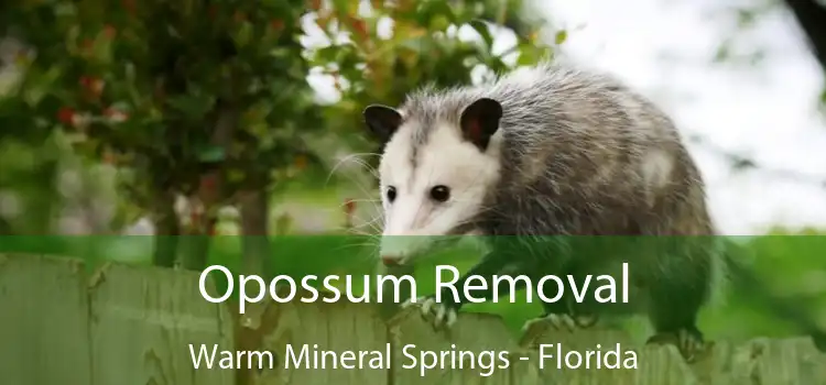 Opossum Removal Warm Mineral Springs - Florida