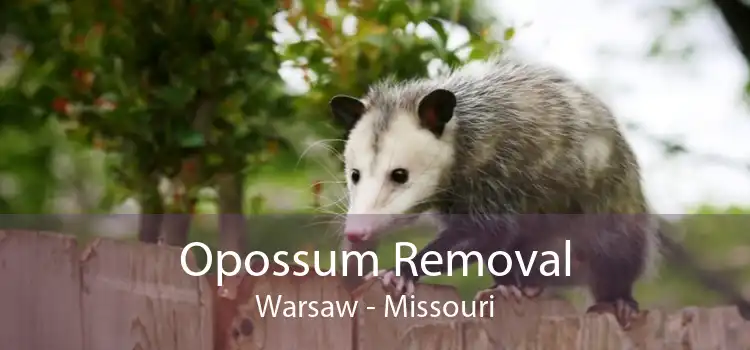 Opossum Removal Warsaw - Missouri