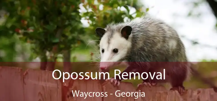 Opossum Removal Waycross - Georgia