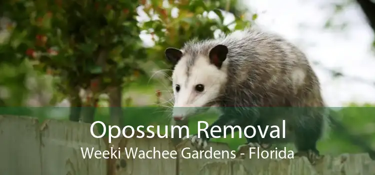 Opossum Removal Weeki Wachee Gardens - Florida