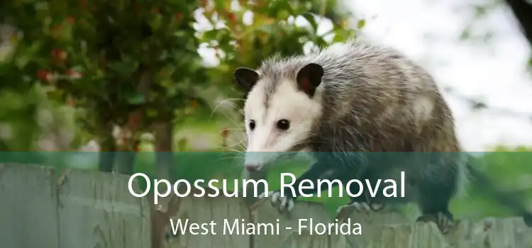 Opossum Removal West Miami - Florida