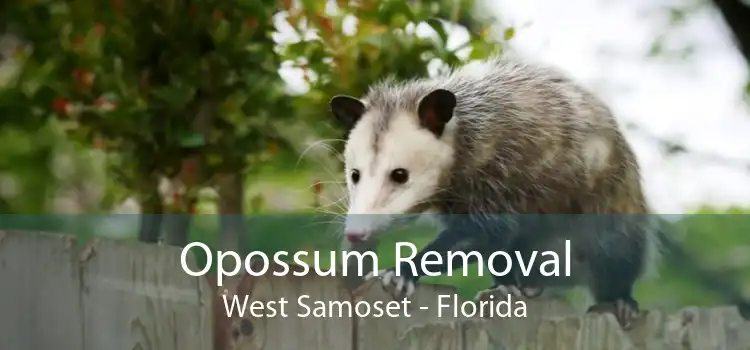 Opossum Removal West Samoset - Florida