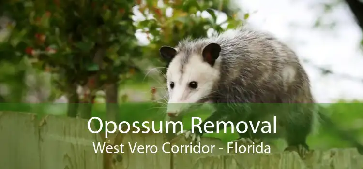 Opossum Removal West Vero Corridor - Florida