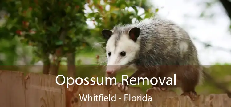 Opossum Removal Whitfield - Florida