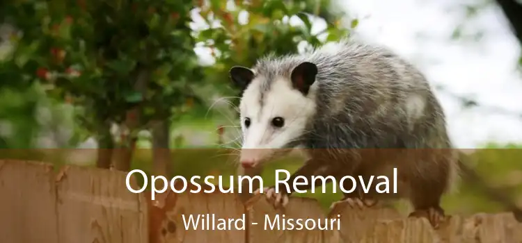 Opossum Removal Willard - Missouri