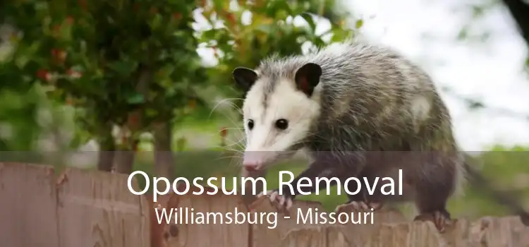 Opossum Removal Williamsburg - Missouri