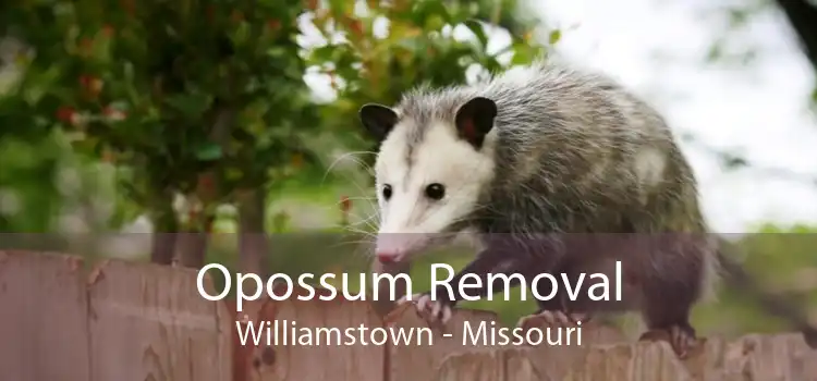 Opossum Removal Williamstown - Missouri