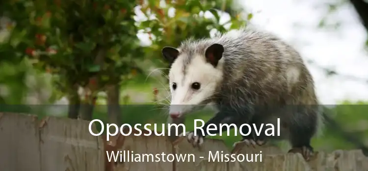 Opossum Removal Williamstown - Missouri