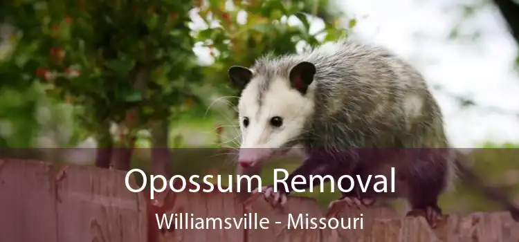 Opossum Removal Williamsville - Missouri