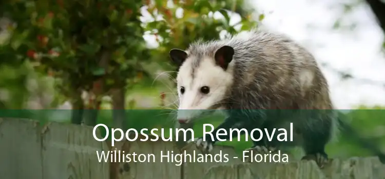 Opossum Removal Williston Highlands - Florida