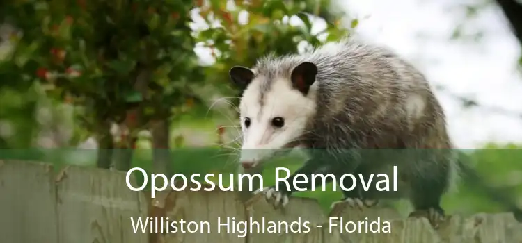 Opossum Removal Williston Highlands - Florida