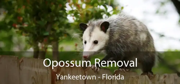 Opossum Removal Yankeetown - Florida