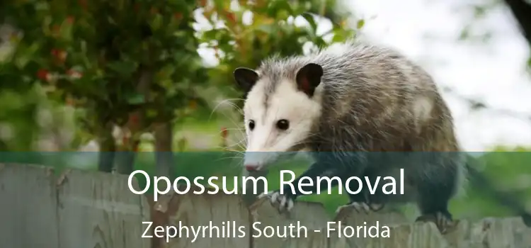 Opossum Removal Zephyrhills South - Florida