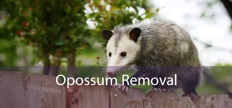 Opossum Removal  - 