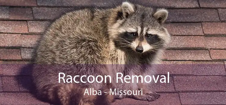 Raccoon Removal Alba - Missouri