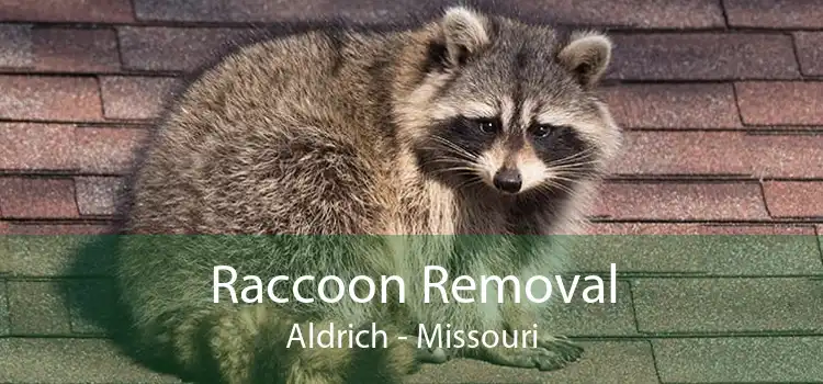 Raccoon Removal Aldrich - Missouri