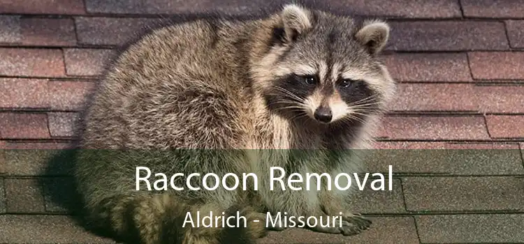 Raccoon Removal Aldrich - Missouri