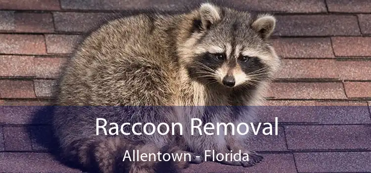 Raccoon Removal Allentown - Florida