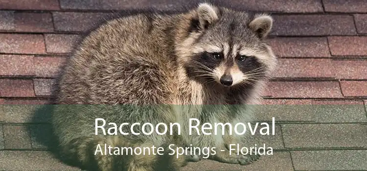 Raccoon Removal Altamonte Springs - Florida