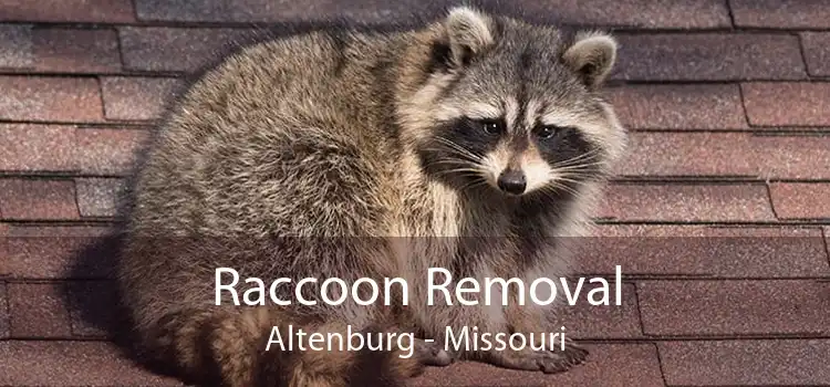 Raccoon Removal Altenburg - Missouri