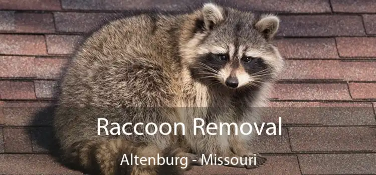 Raccoon Removal Altenburg - Missouri