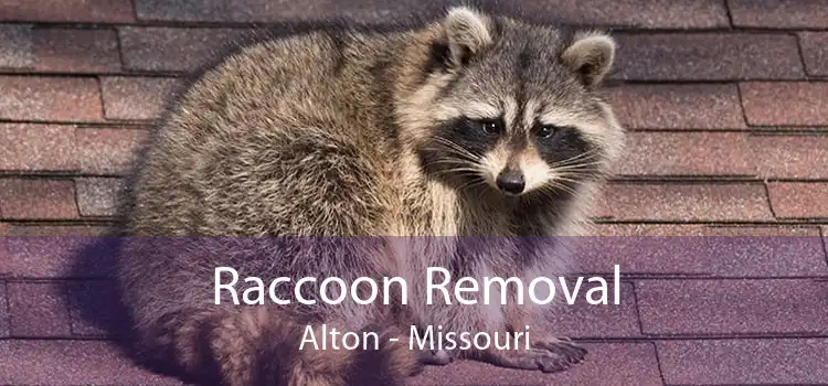 Raccoon Removal Alton - Missouri
