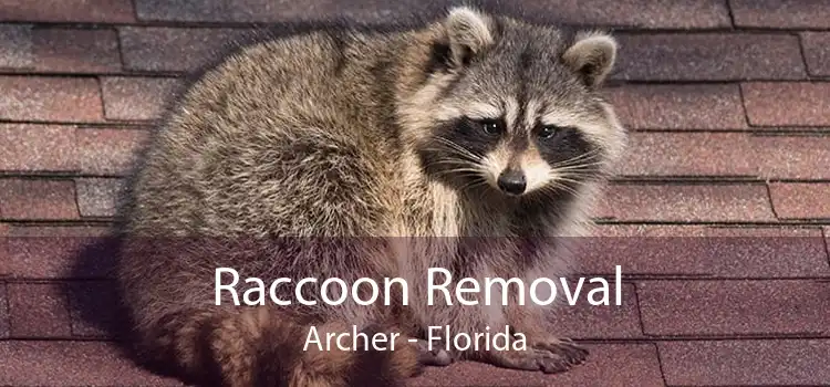 Raccoon Removal Archer - Florida