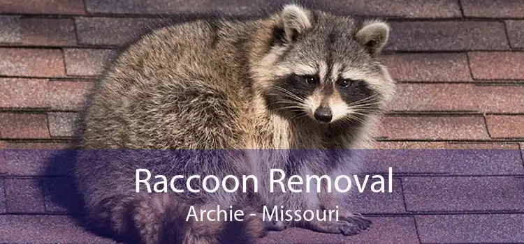 Raccoon Removal Archie - Missouri