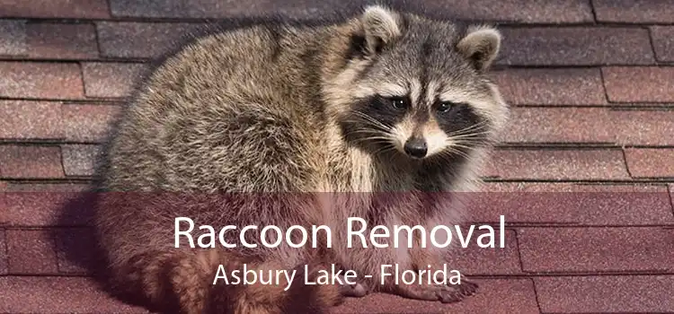 Raccoon Removal Asbury Lake - Florida
