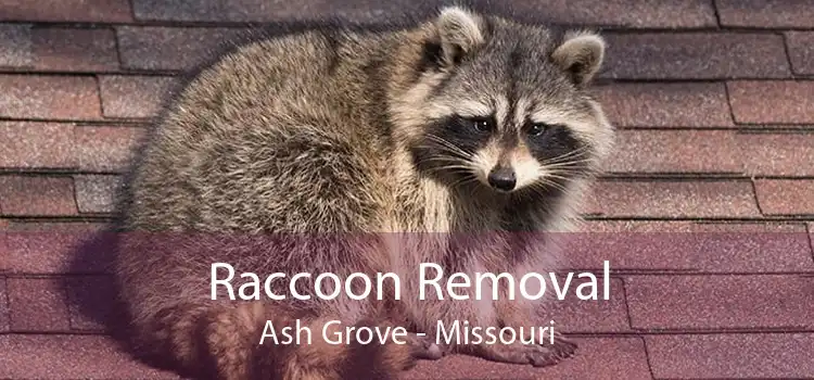 Raccoon Removal Ash Grove - Missouri
