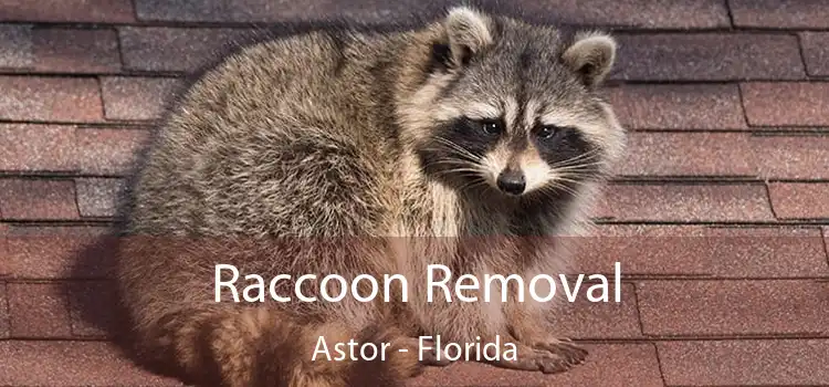 Raccoon Removal Astor - Florida