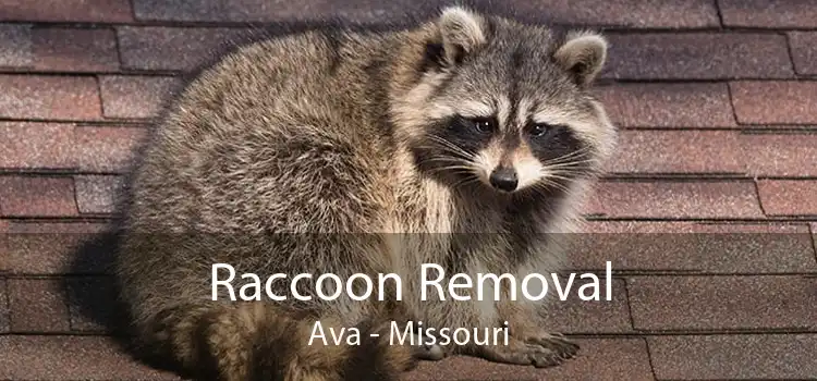 Raccoon Removal Ava - Missouri