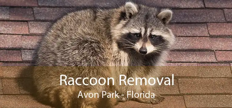 Raccoon Removal Avon Park - Florida