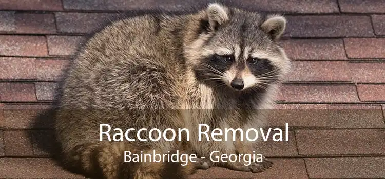 Raccoon Removal Bainbridge - Georgia