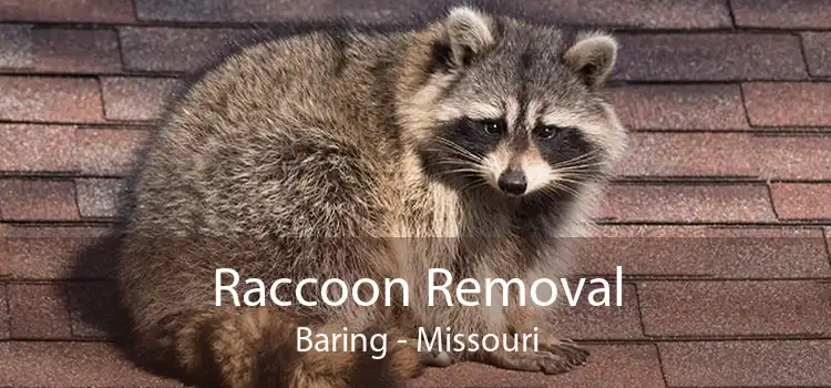 Raccoon Removal Baring - Missouri