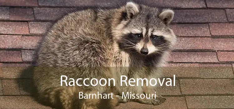 Raccoon Removal Barnhart - Missouri