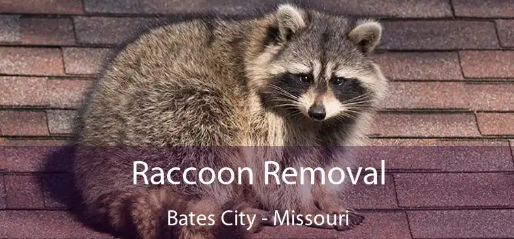 Raccoon Removal Bates City - Missouri