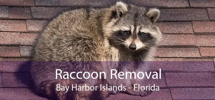 Raccoon Removal Bay Harbor Islands - Florida