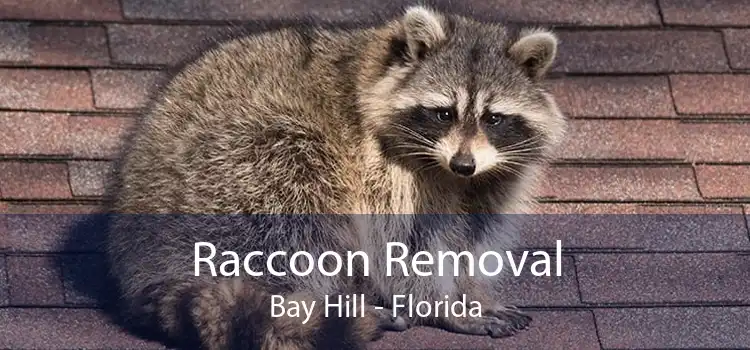 Raccoon Removal Bay Hill - Florida