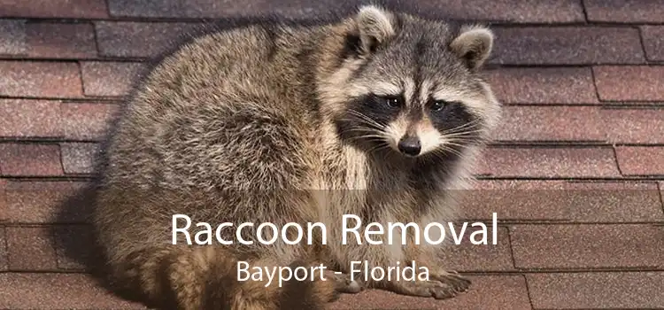 Raccoon Removal Bayport - Florida