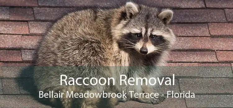 Raccoon Removal Bellair Meadowbrook Terrace - Florida