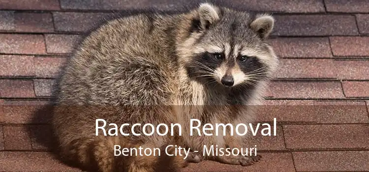 Raccoon Removal Benton City - Missouri