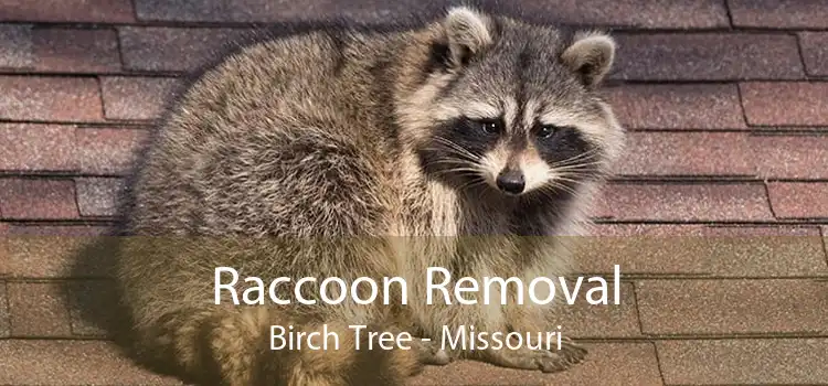 Raccoon Removal Birch Tree - Missouri