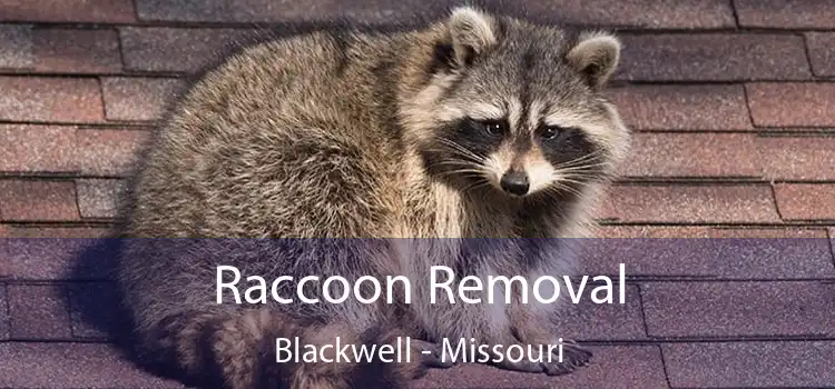 Raccoon Removal Blackwell - Missouri