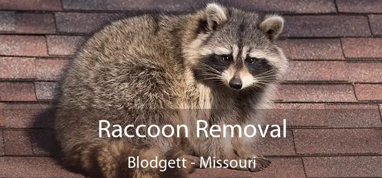 Raccoon Removal Blodgett - Missouri