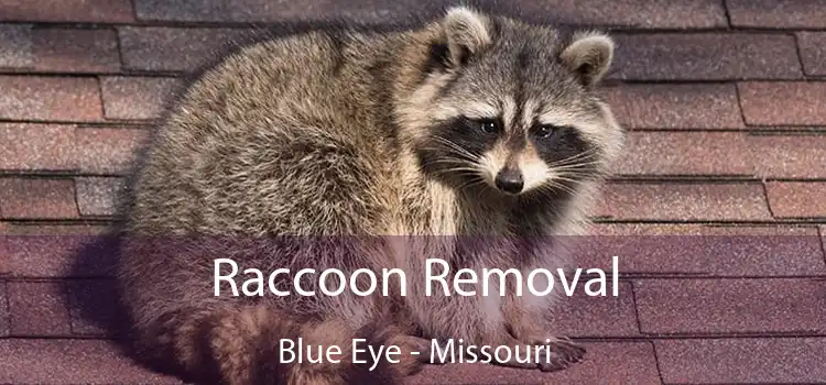 Raccoon Removal Blue Eye - Missouri