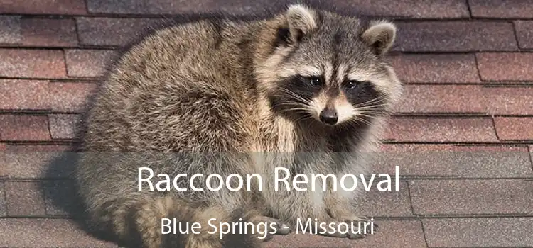 Raccoon Removal Blue Springs - Missouri