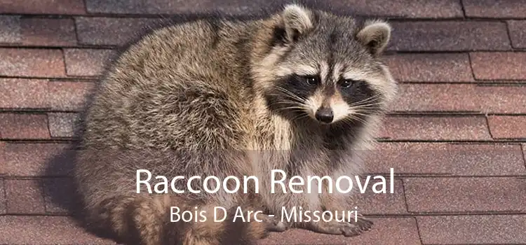 Raccoon Removal Bois D Arc - Missouri